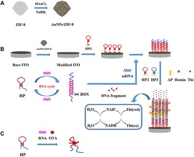 Ultrasensitive Detection of Ochratoxin A With a Zeolite Imidazolate Frameworks Composite–Based Electrochemical Aptasensor